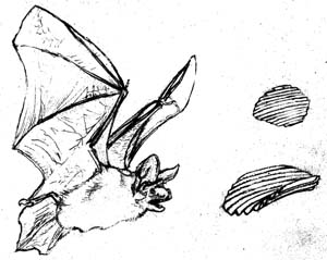 Bats_Eat_Chips