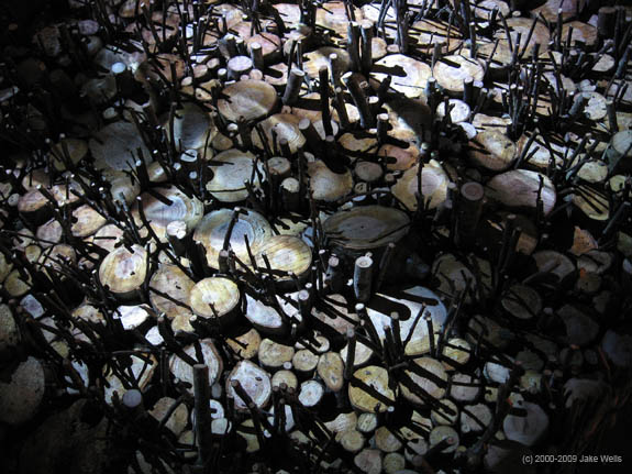 05) Lessons from a Dog4