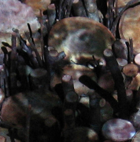 06) Lessons from a Dog_teeth